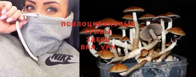 гидра рабочий сайт  Белокуриха  Галлюциногенные грибы Psilocybe 